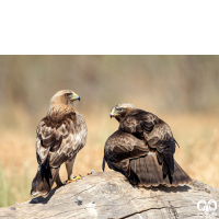 گونه عقاب پر پا Booted Eagle 